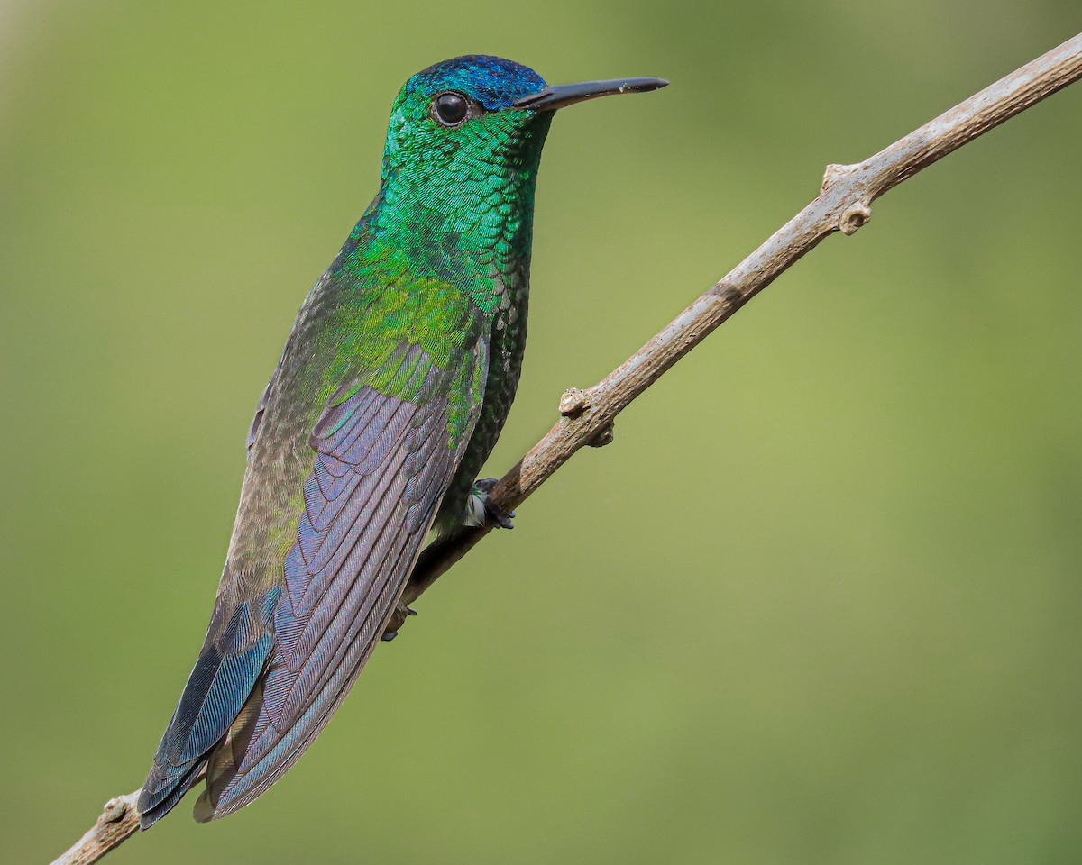 Indigo-capped Hummingbird - ML389483411