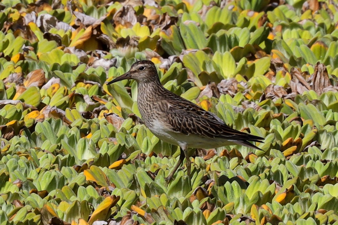 Pectoral Sandpiper - Ian Thompson