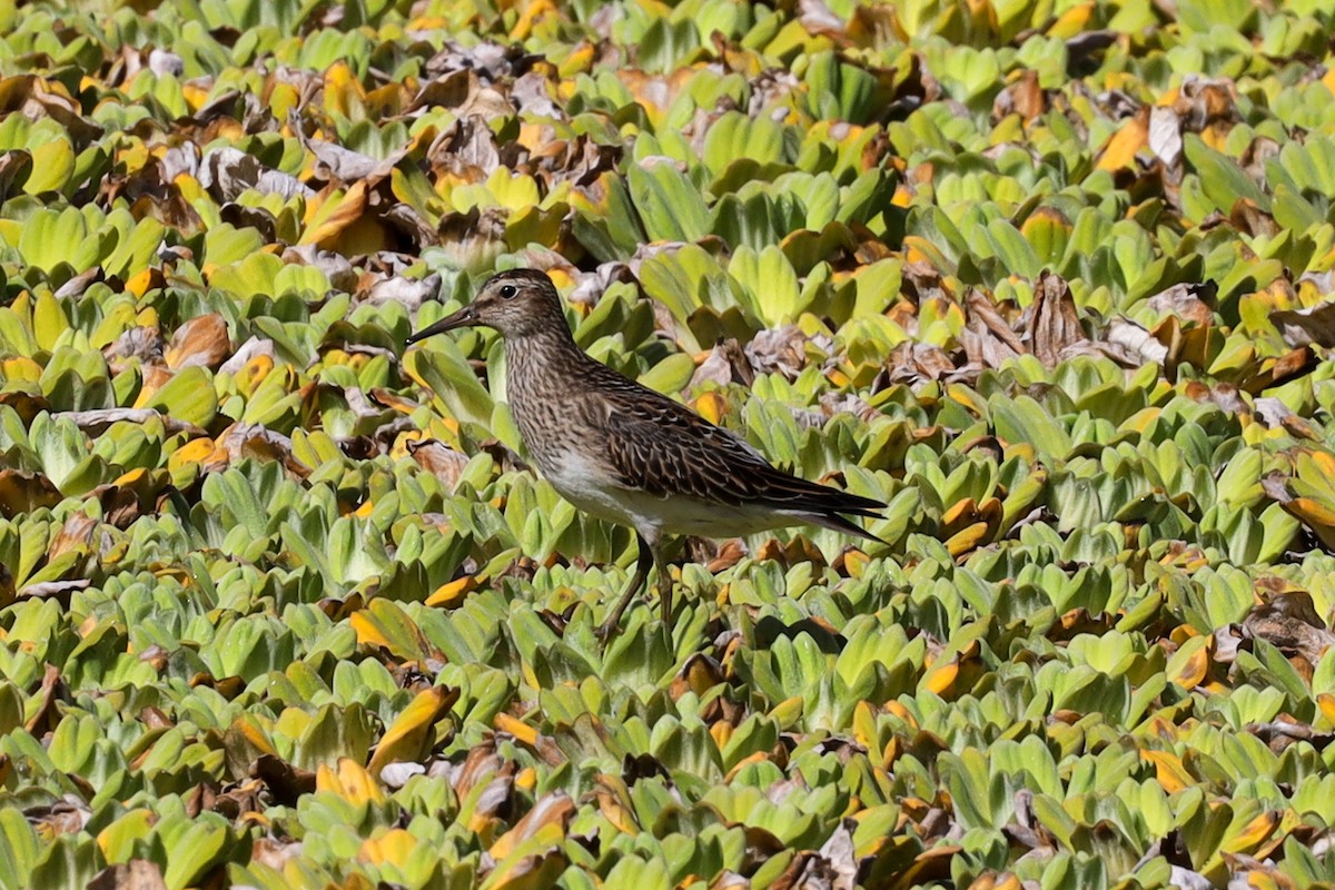 Pectoral Sandpiper - Ian Thompson