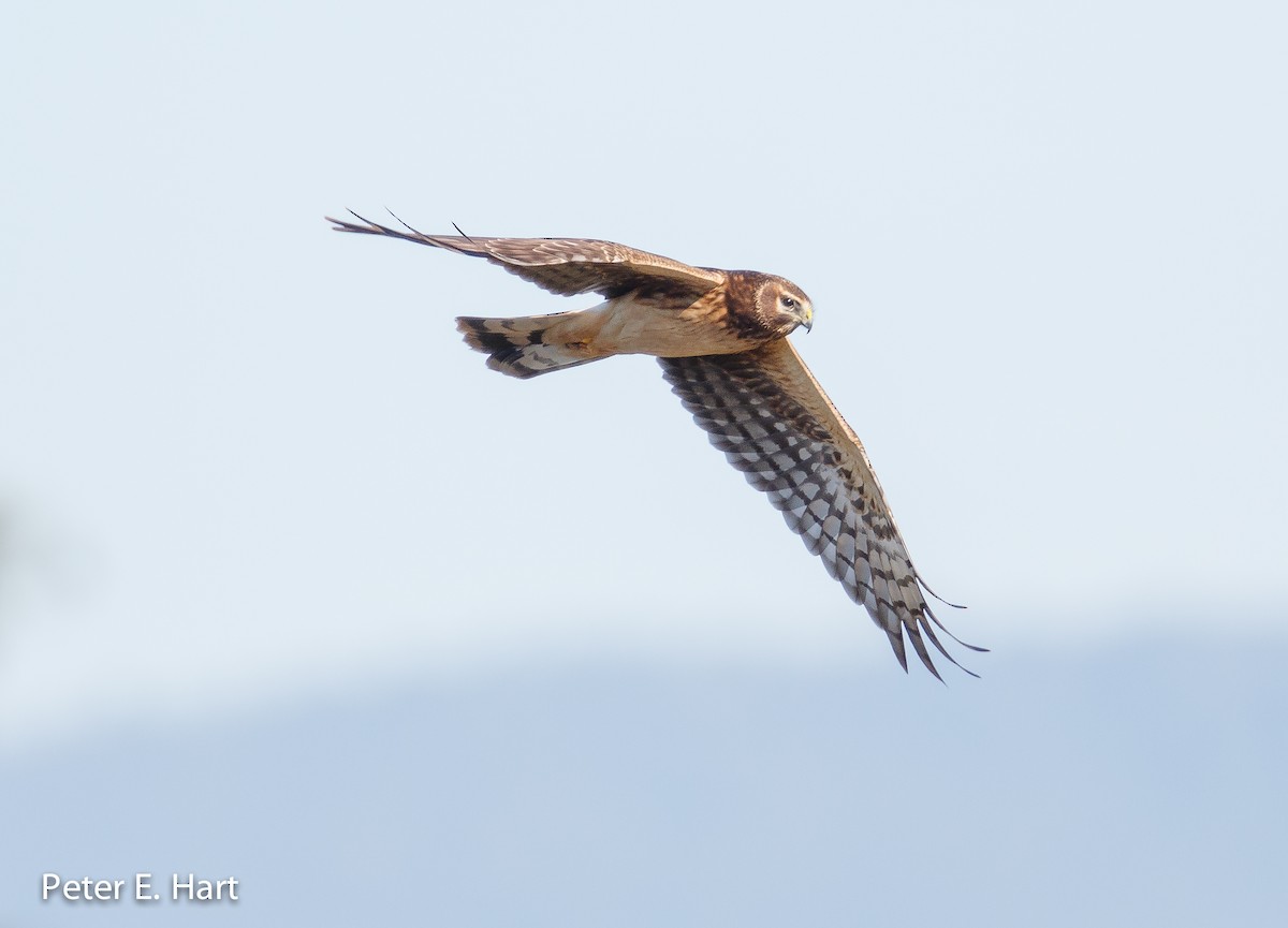 Northern Harrier - ML38948741