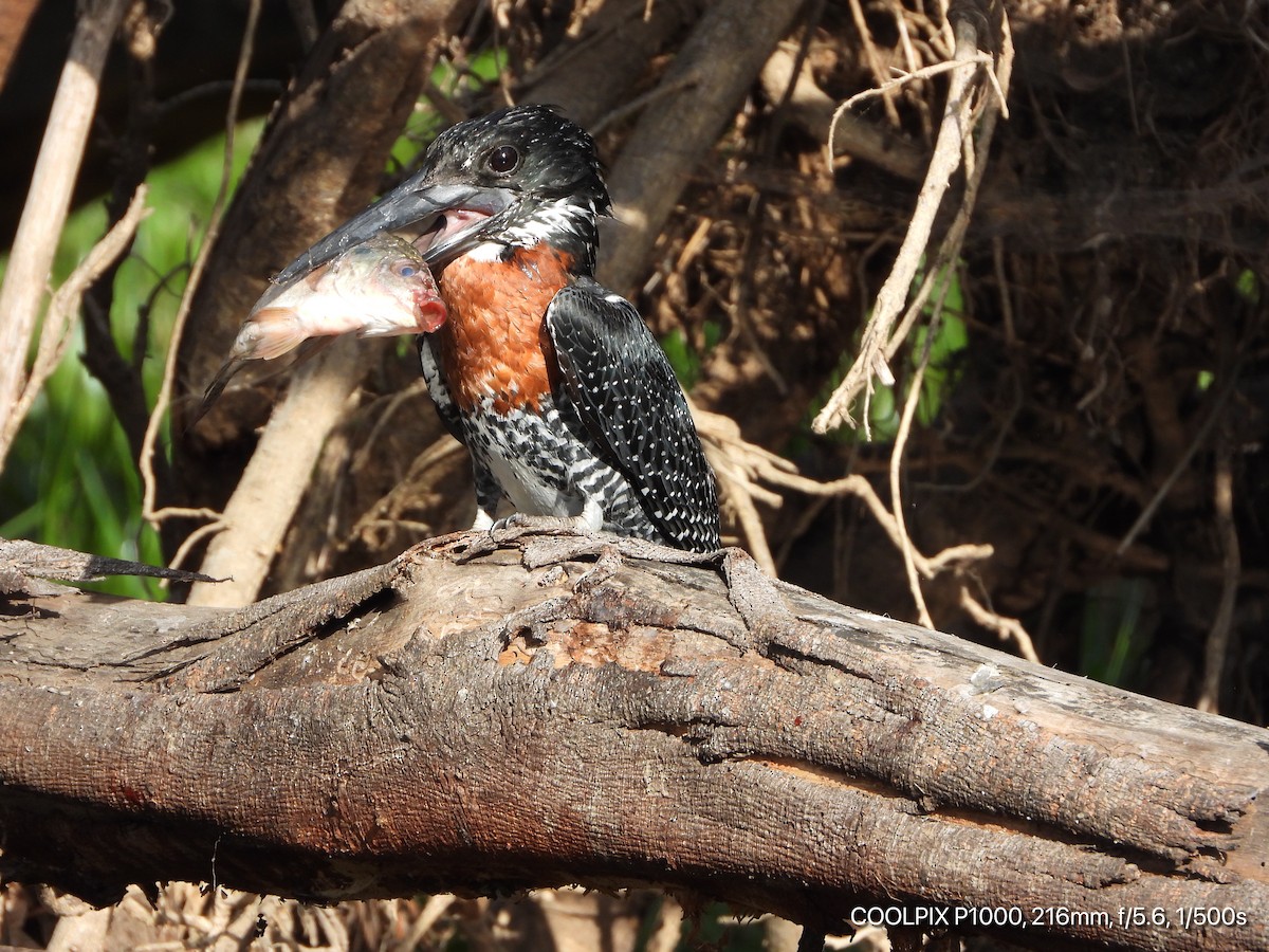 Giant Kingfisher - ML389487801