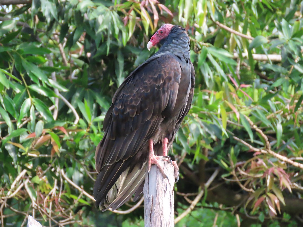 Turkey Vulture - Anuar Acosta