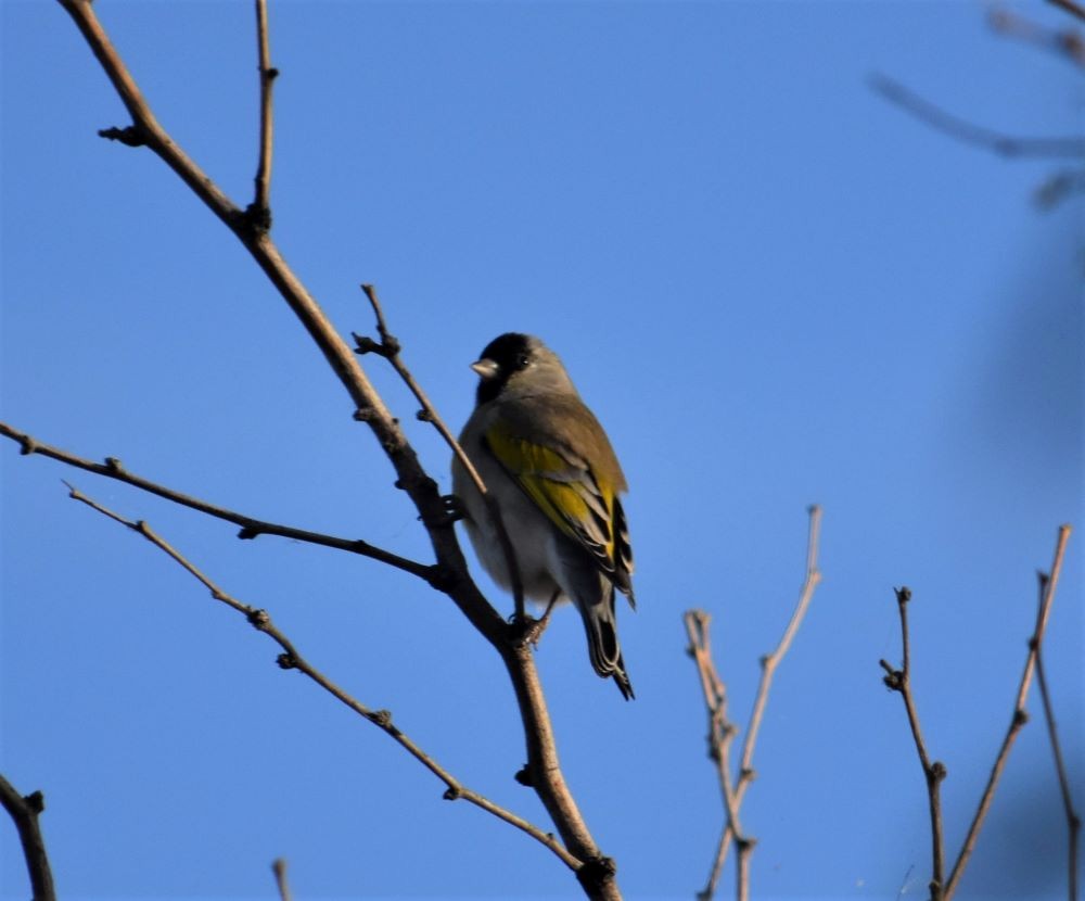 Lawrence's Goldfinch - ML389489521