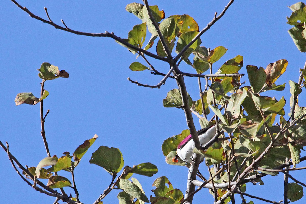 Violet-backed Starling - ML389489751