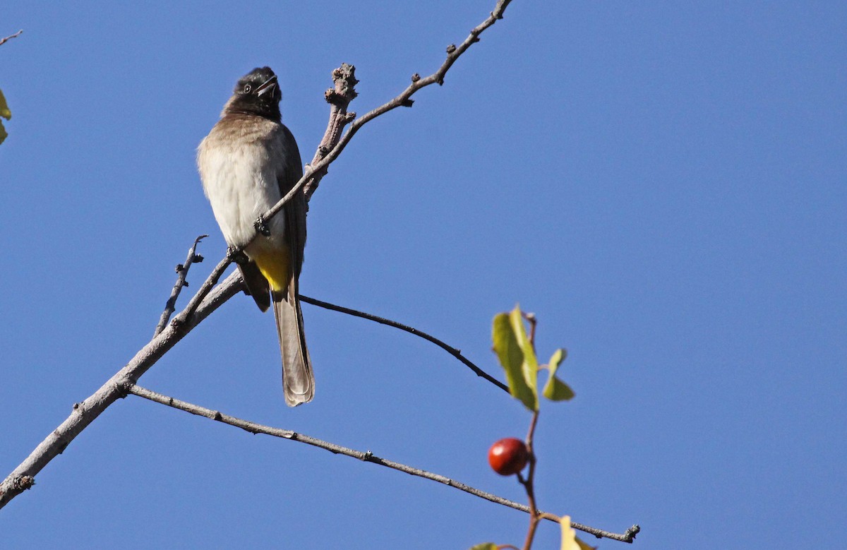 Common Bulbul - ML389489941