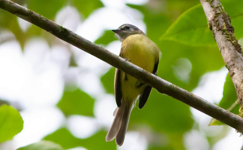 Plumbeous-crowned Tyrannulet - Chris Jones