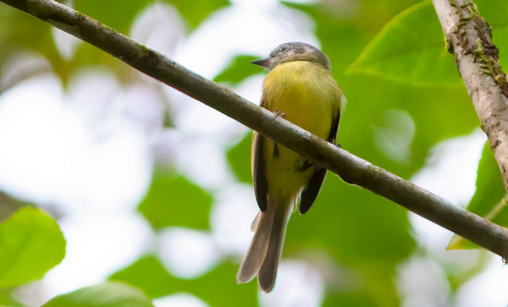 Plumbeous-crowned Tyrannulet - Chris Jones