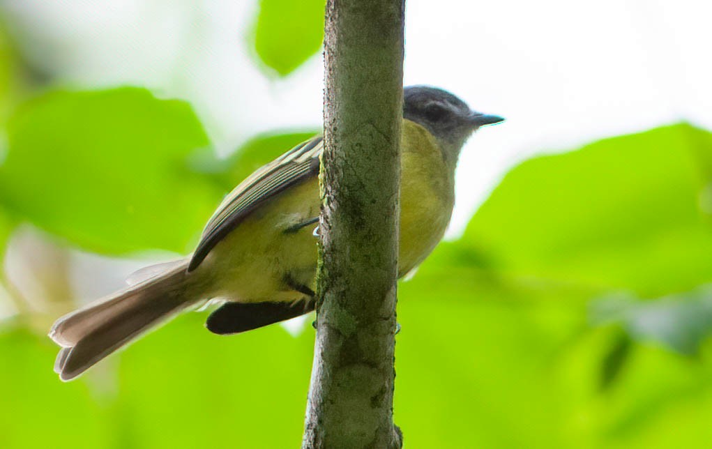 Plumbeous-crowned Tyrannulet - Chris Jones