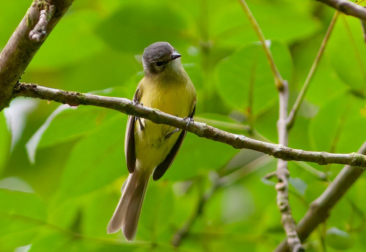 Plumbeous-crowned Tyrannulet - Chris Jones