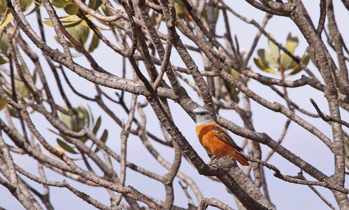 Cape Rock-Thrush - ML389491251