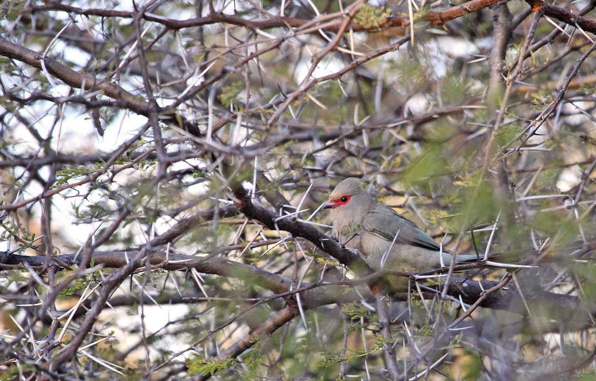 Red-faced Mousebird - Ricardo Santamaria