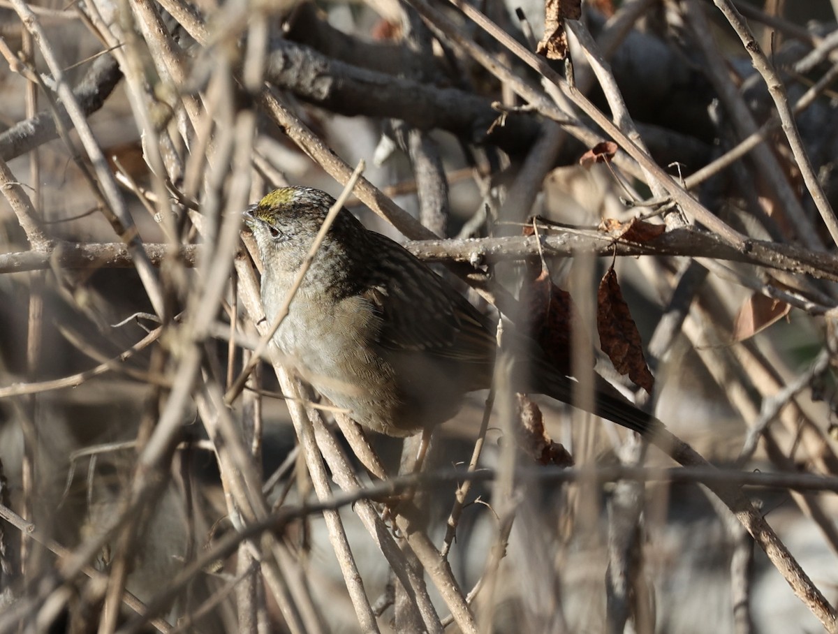 Golden-crowned Sparrow - ML389492581