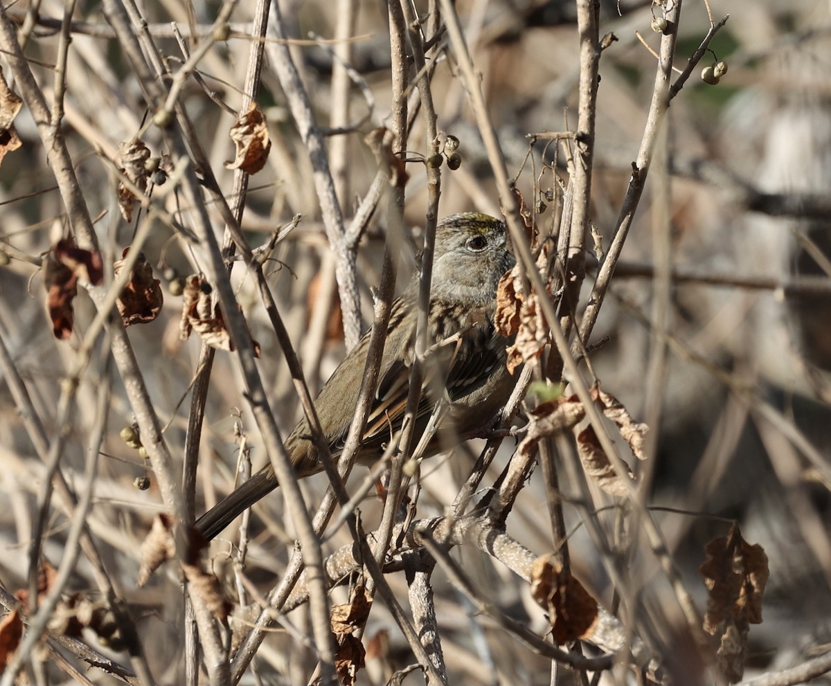 Golden-crowned Sparrow - ML389492621