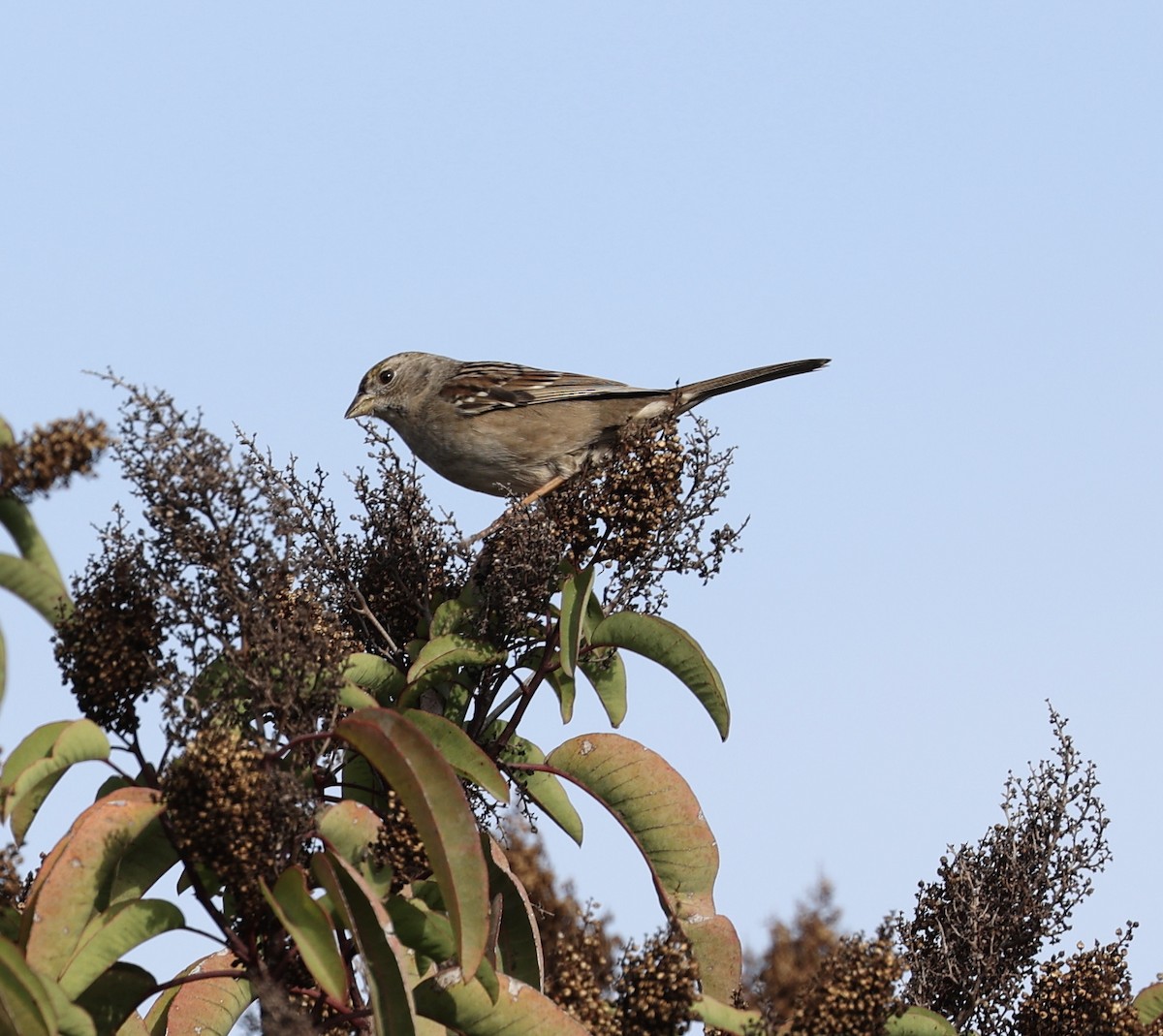 Golden-crowned Sparrow - ML389492831