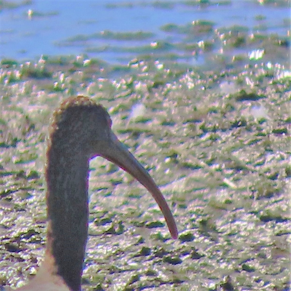 White-faced Ibis - ML389495651