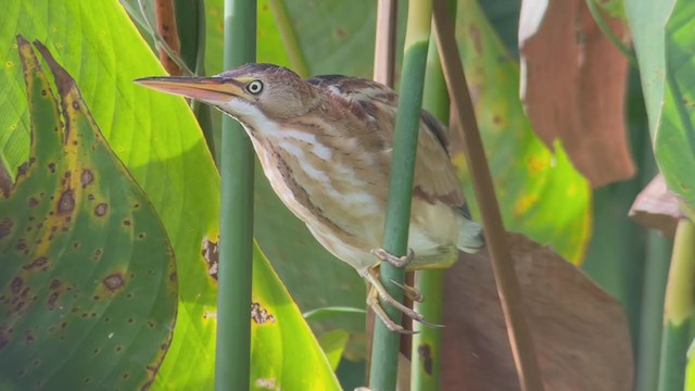 Least Bittern - ML389497511