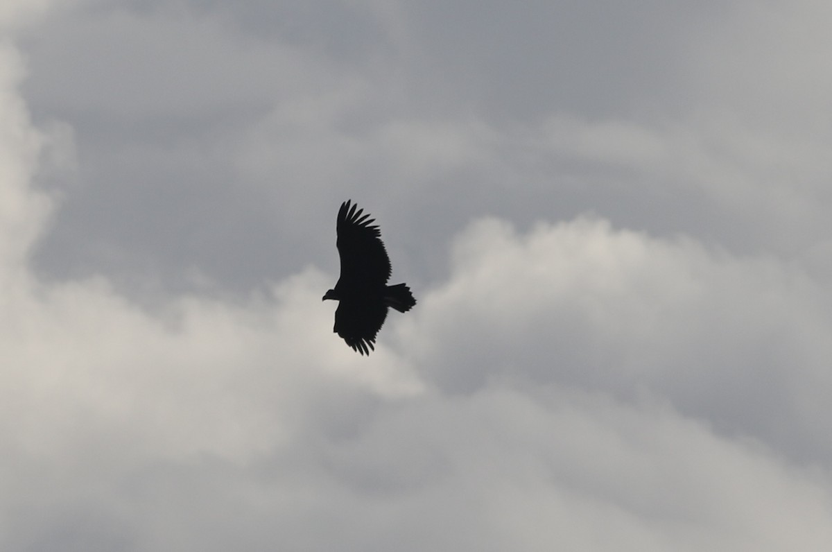 Cinereous Vulture - ML389498971