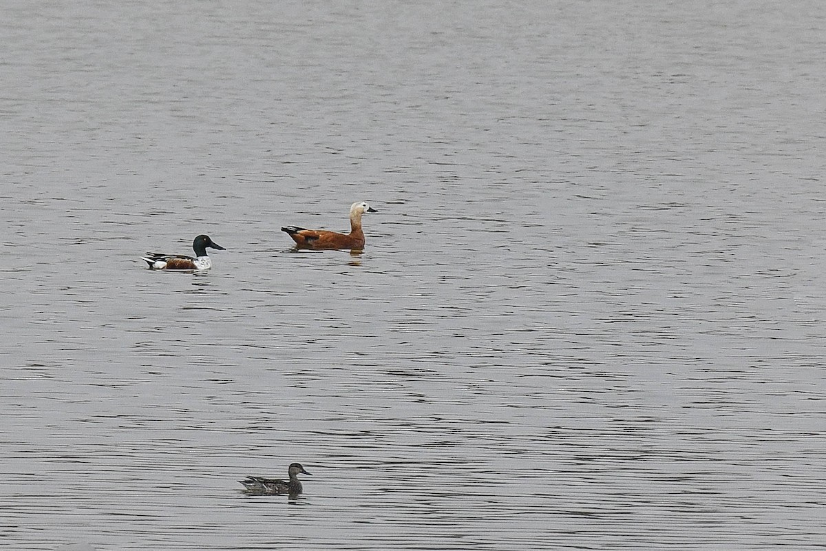 Ruddy Shelduck - ML389499131