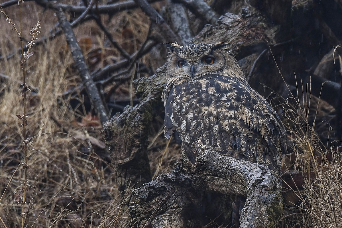 Eurasian Eagle-Owl - Itamar Donitza