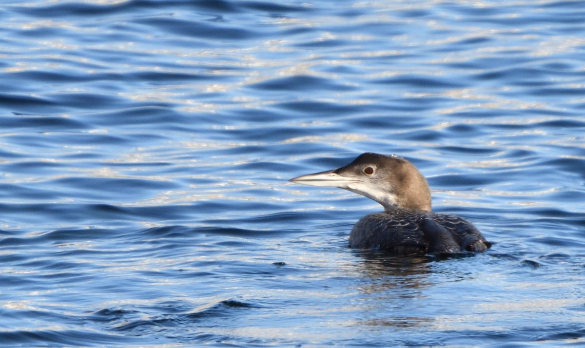 Common Loon - ML389501171