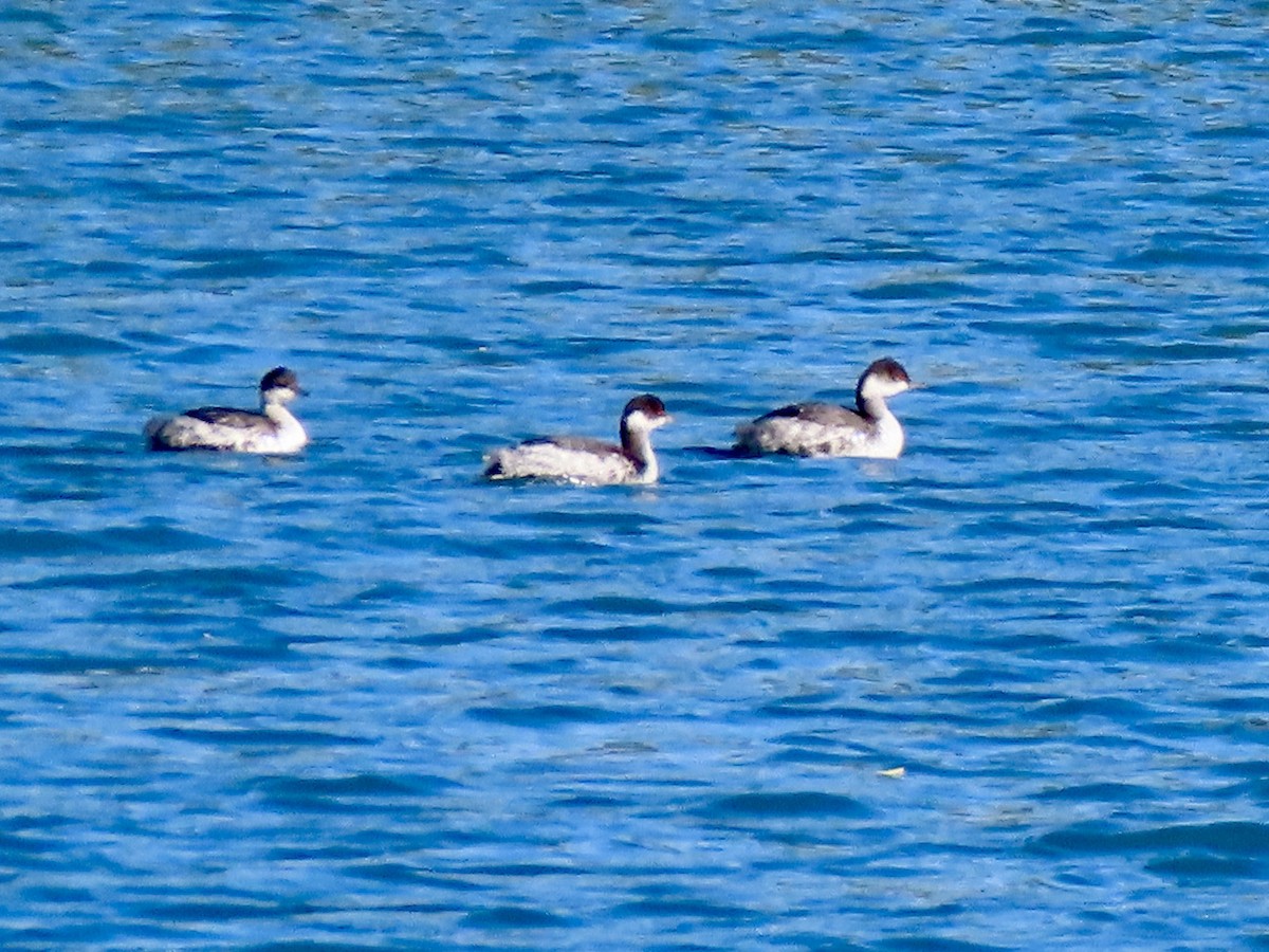 Eared Grebe - Babs Buck