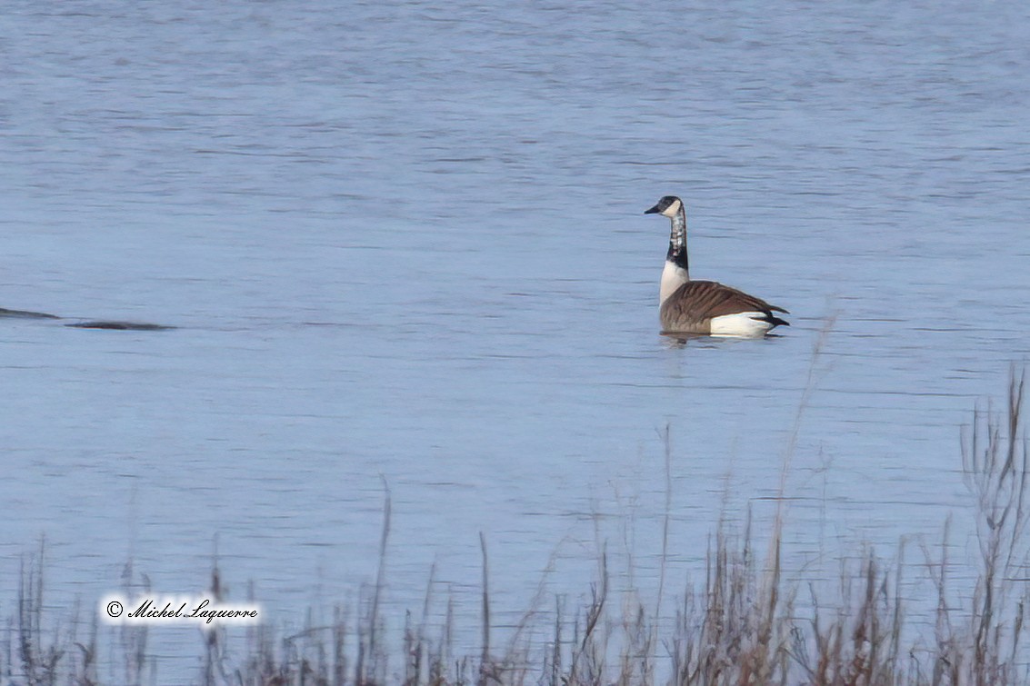 Canada Goose - ML389504431