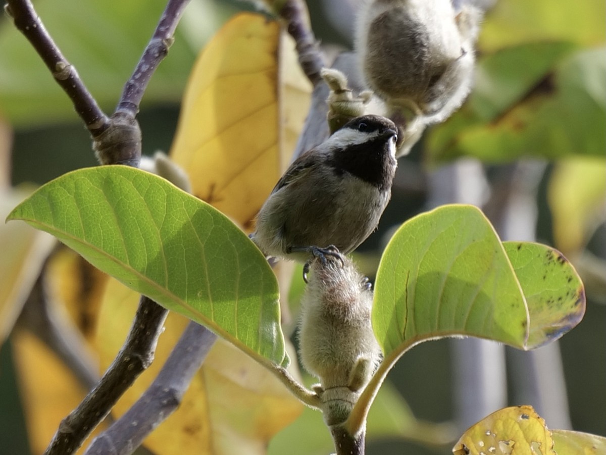 Chestnut-backed Chickadee - ML389505541