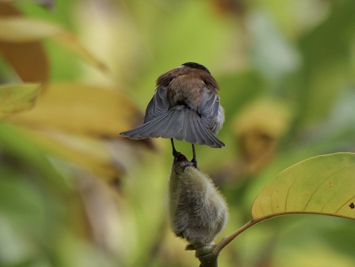 Chestnut-backed Chickadee - Barbara Coll