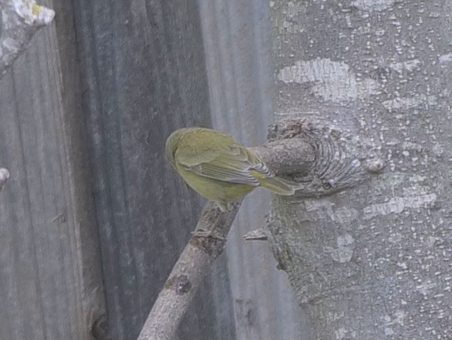 Orange-crowned Warbler (Gray-headed) - ML389505831