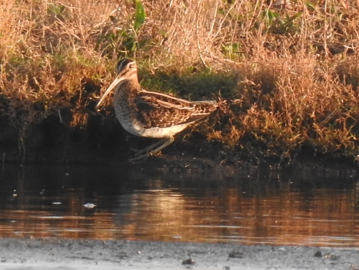 Common Snipe - Cos van Wermeskerken