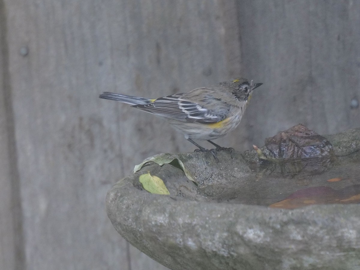 Yellow-rumped Warbler - ML389506711