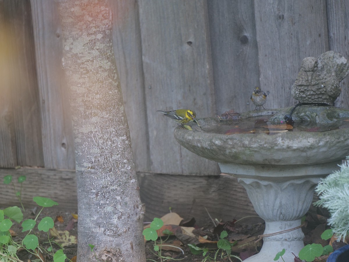 Yellow-rumped Warbler - ML389506861