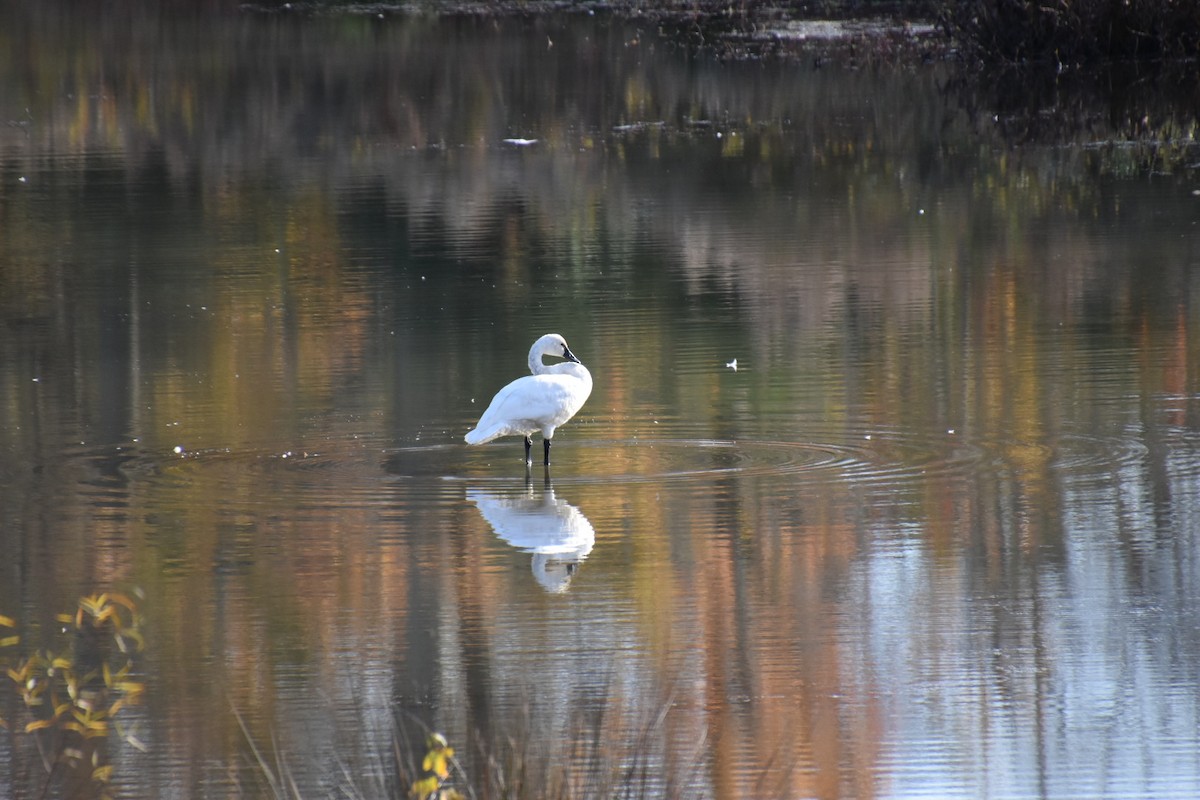 Tundra Swan - Duncan  Fraser