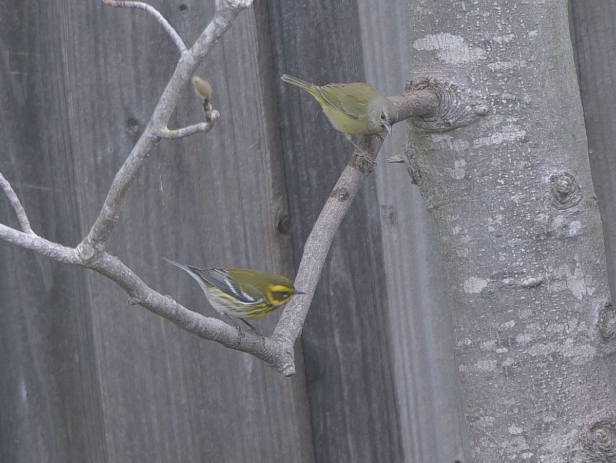 Townsend's Warbler - ML389507051