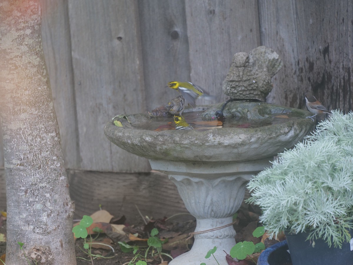 Townsend's Warbler - ML389507121