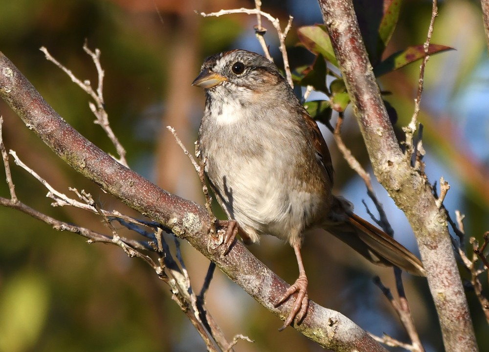 Swamp Sparrow - William Wise