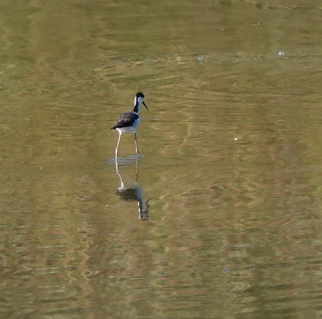 Black-necked Stilt - ML389512661