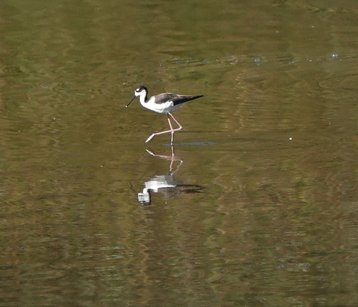 Black-necked Stilt - ML389512671