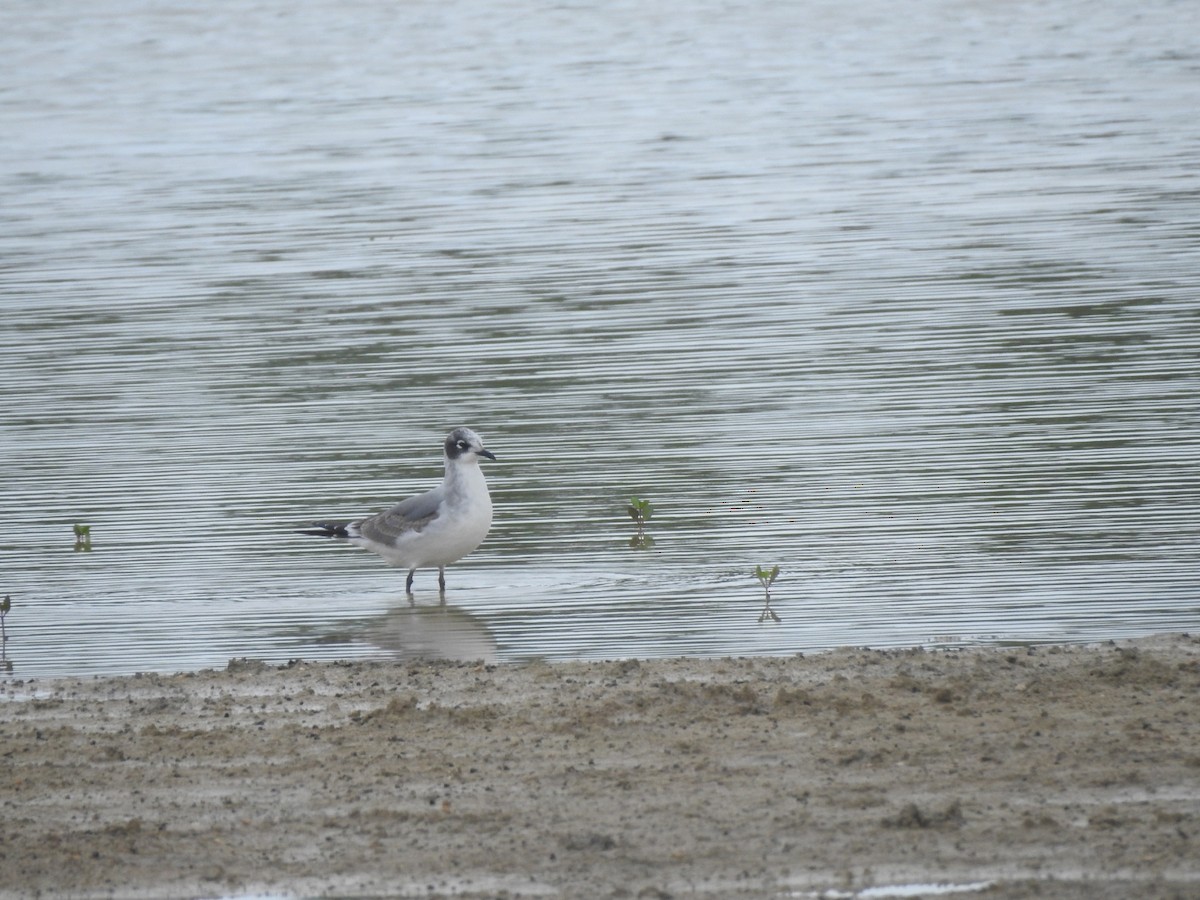 Franklin's Gull - Louis Peña