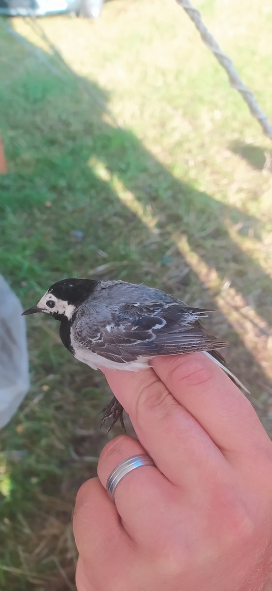 White Wagtail - David Martinovský