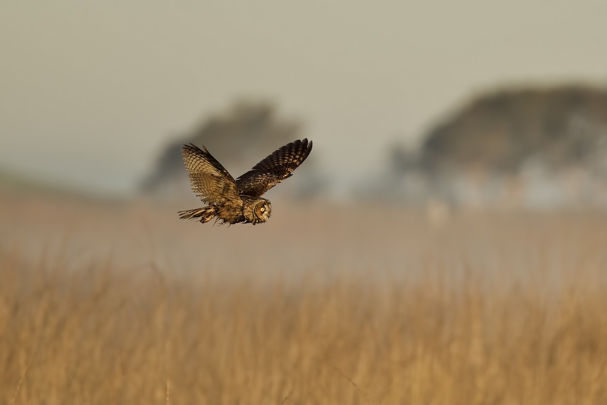 Long-eared Owl - ML389514631