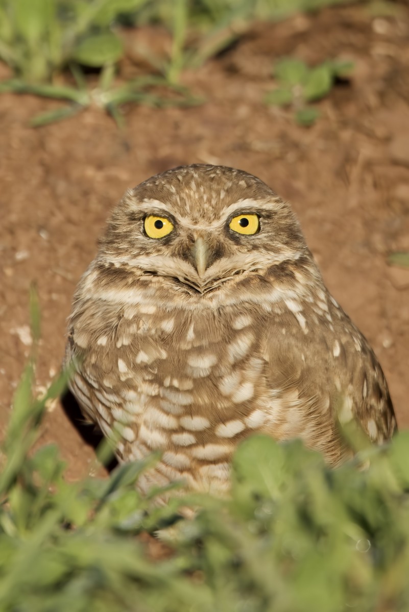Burrowing Owl - ML389514671