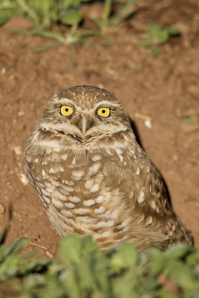 Burrowing Owl - ML389514751
