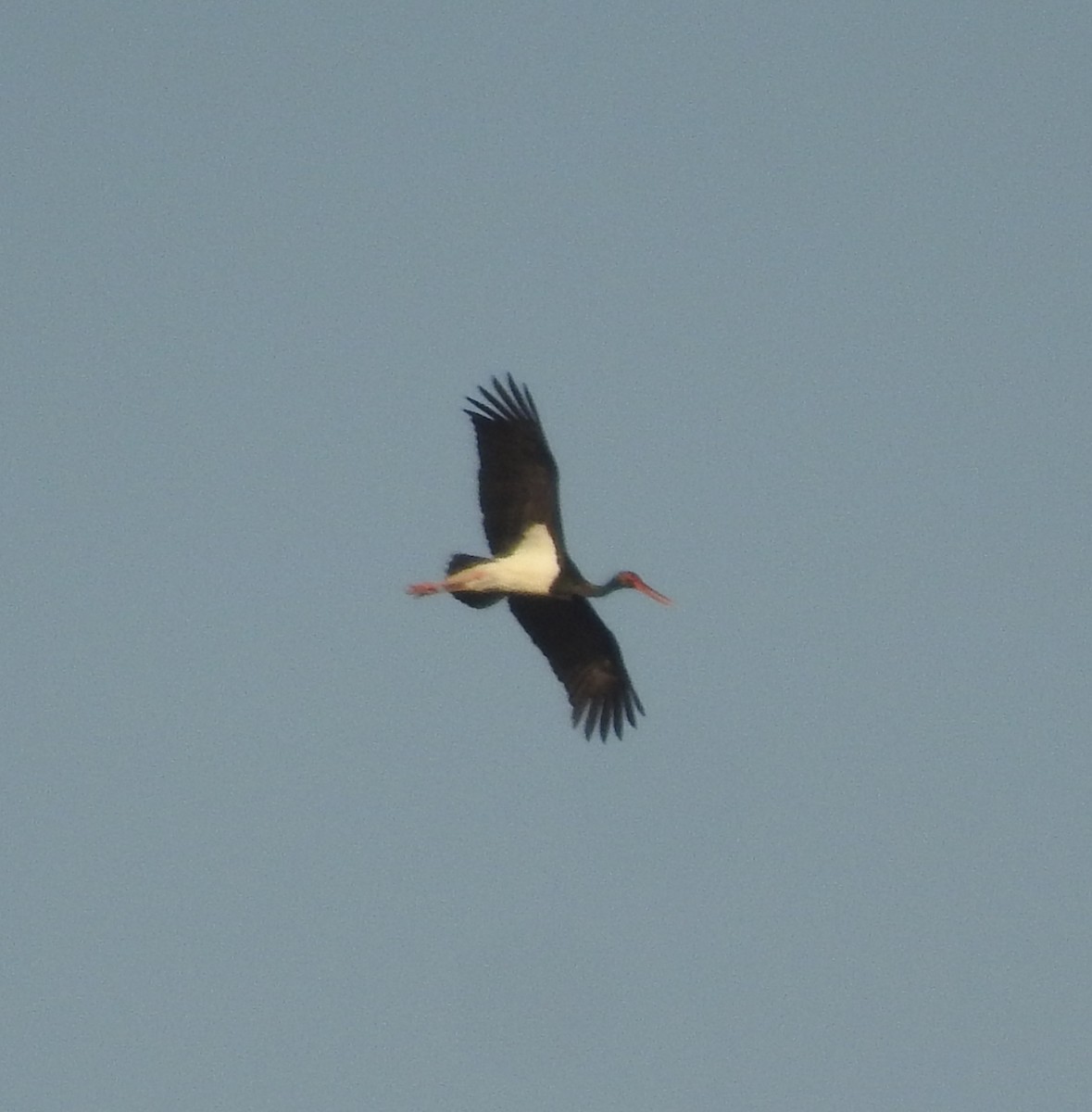 Black Stork - ML389514791