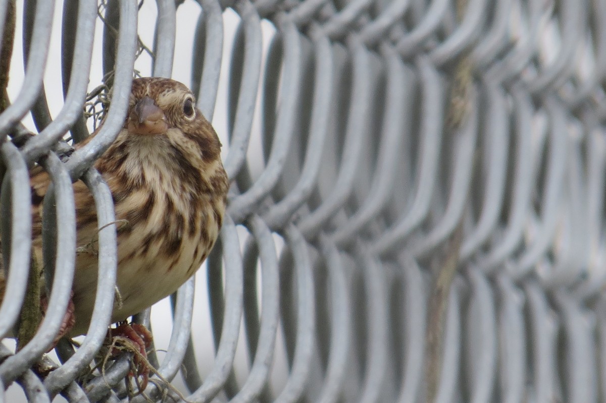 Vesper Sparrow - ML389515451