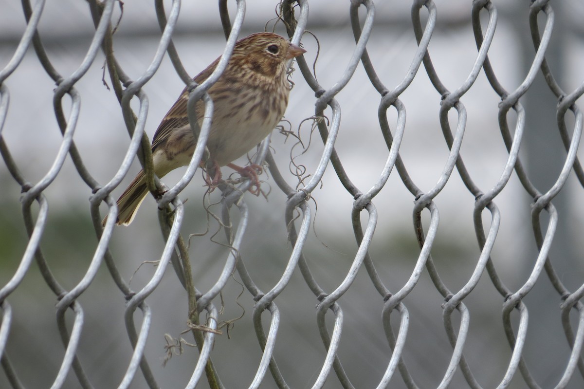 Vesper Sparrow - ML389515461