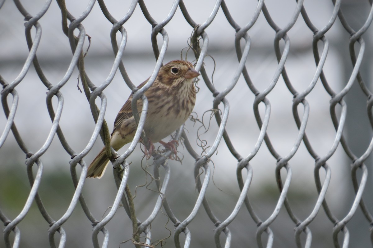 Vesper Sparrow - ML389515471