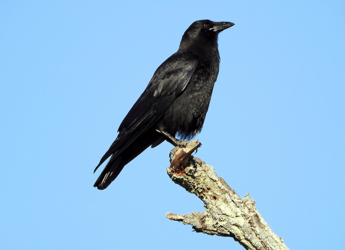 American Crow - ML389516301