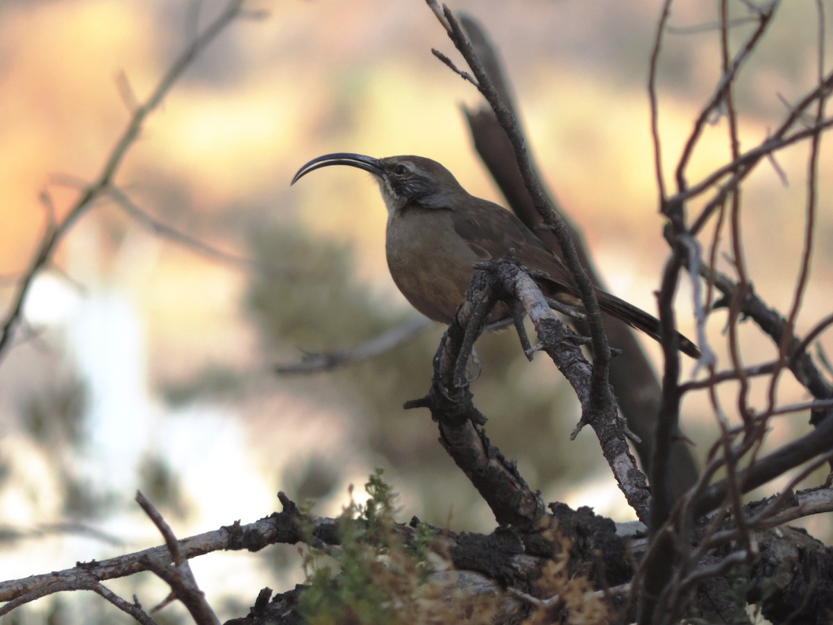 California Thrasher - ML389517451