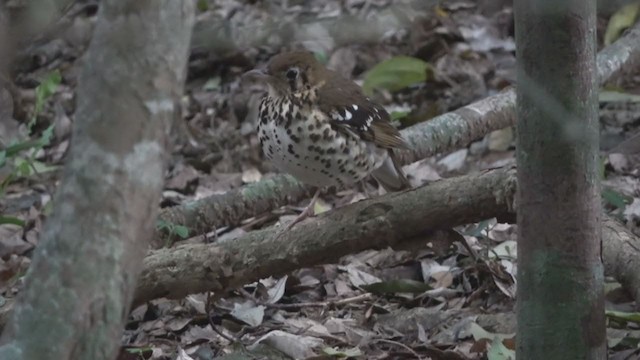 Spotted Ground-Thrush - ML389519161